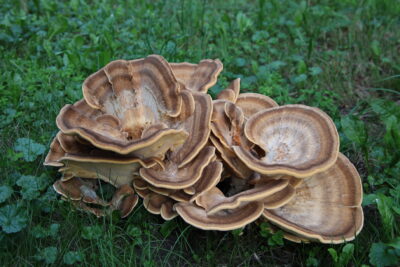 Mykologica ii