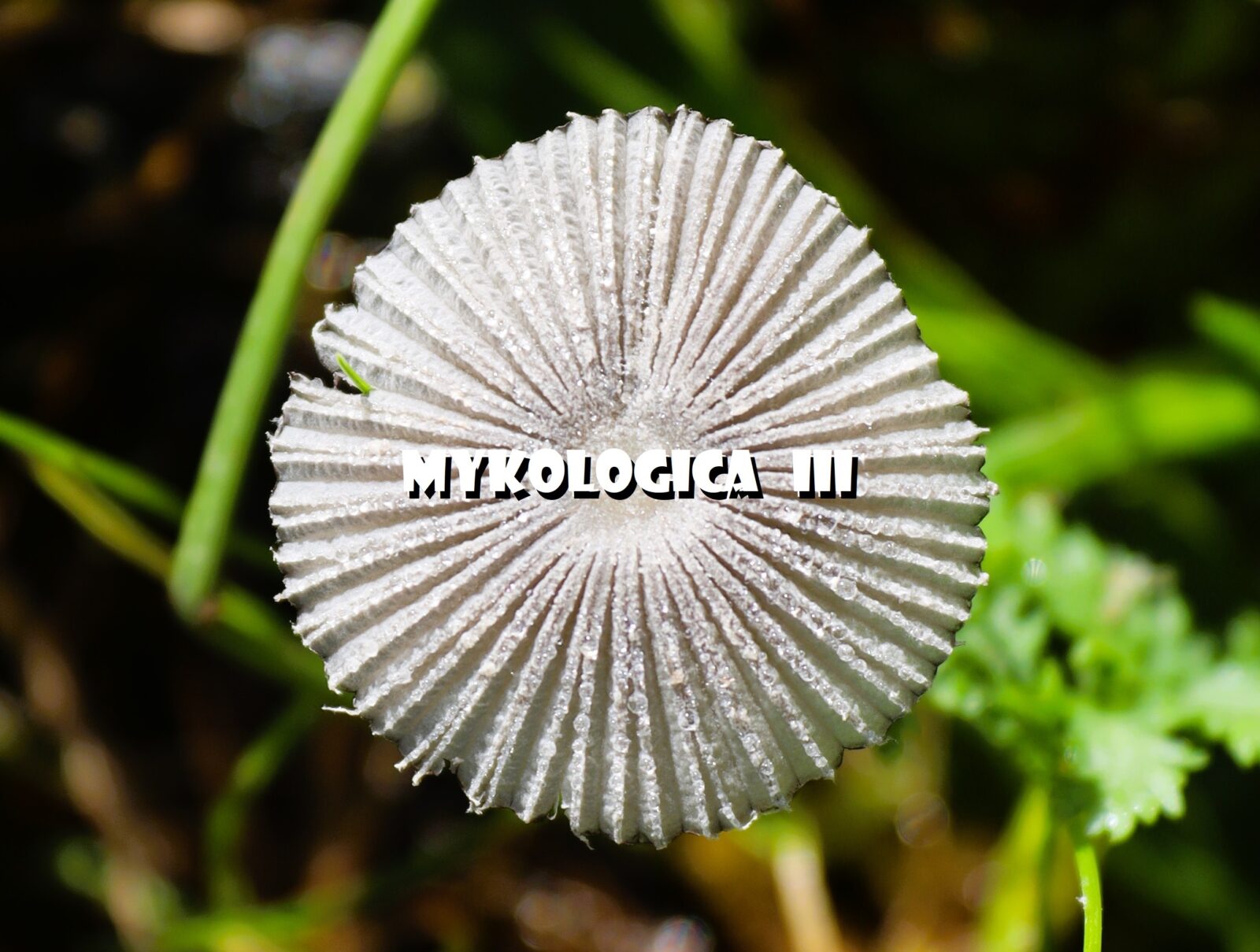 MYKOLOGICA III