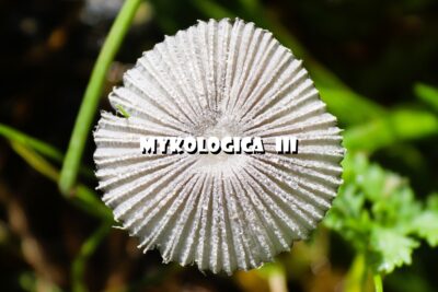MYKOLOGICA III